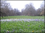 Krokusse im Stadtpark